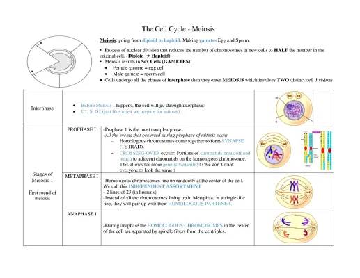 Discover Meiosis: How Cells Make Eggs and Sperm