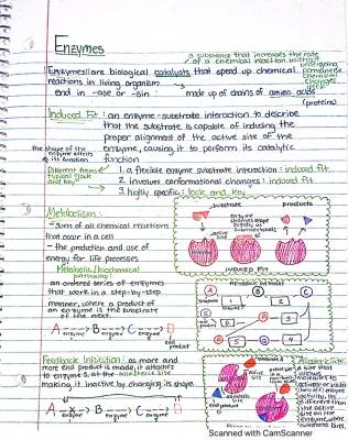 How Enzymes Work: Cool Facts About Enzyme Fits and Stops