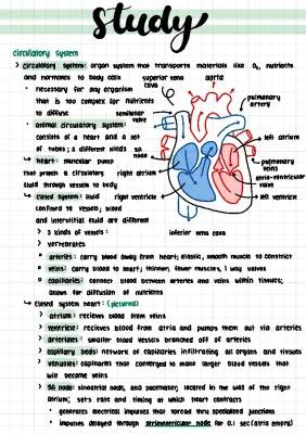 Circulatory System Notes PDF: Diagrams, Parts, and Heart Functions for Kids