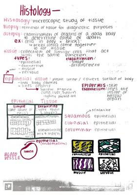 Discovering Epithelial Tissues and How Glands Work