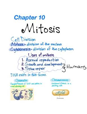 Mitosis Review 