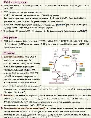 The Calvin Cycle: Carbon Fixation and Sugar Production