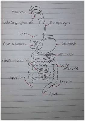 How Amylase and Your Liver Work in Digestion