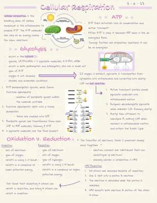 Understanding Cellular Respiration: Reactions, Energy Flow, and ATP Production