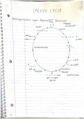 Photosynthesis: The Calvin Cycle and Light-Dependent Reactions