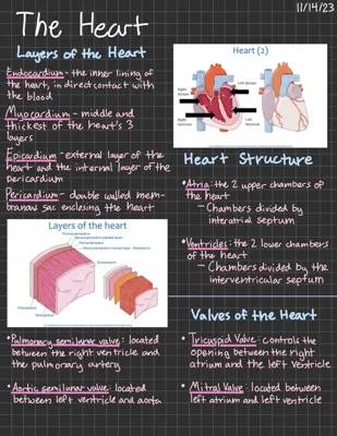 The Heart - Layers, Structure, Valves, and Blood Flow