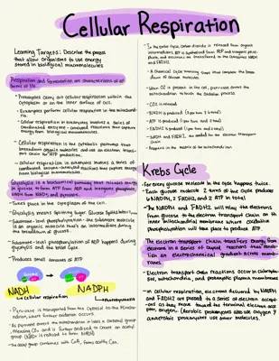 Cellular Respiration: Krebs Cycle and Electron Transport Chain for Kids