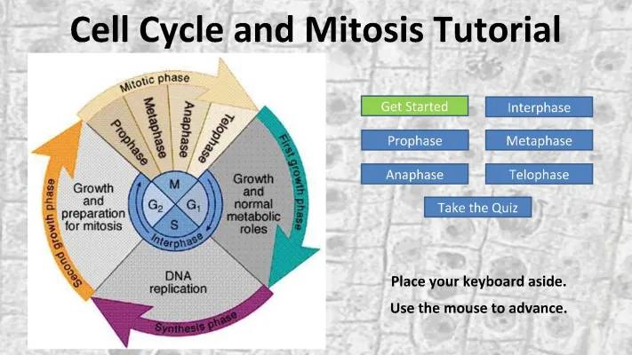 Cell Cycle Phases and Mitosis Stages Tutorial for Kids