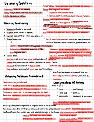 Urinary System