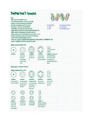 Fun with DNA: Mitosis and Meiosis Explained for Kids!