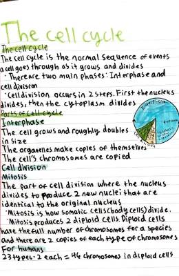 The cell cycle