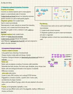 Fun AP Bio Unit 1: Nucleotide Structure and Macromolecules Notes PDF