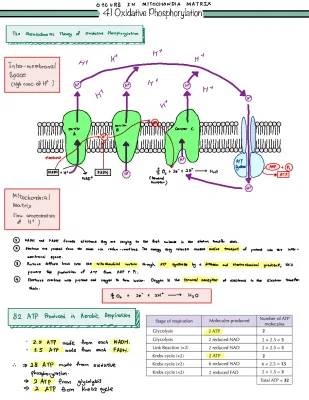 Understanding Oxidative Phosphorylation: Step by Step Guide