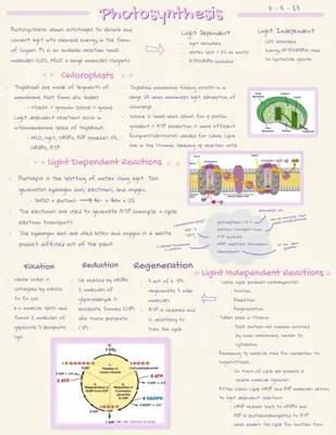 Photosynthesis: Light-Dependent and Light-Independent Reactions Explained for Kids