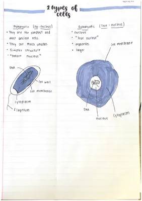 10 Differences Between Prokaryotic and Eukaryotic Cells - Simple Guide with Diagrams