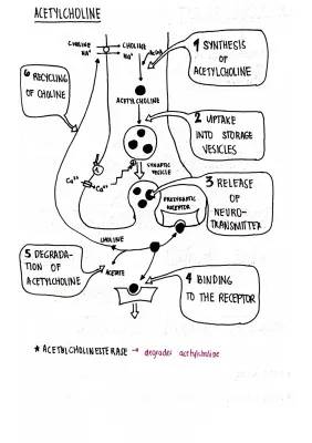 Cholinergic Drugs: Types, Uses, and Side Effects