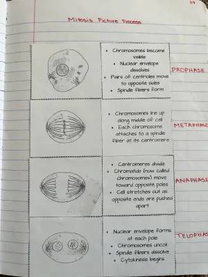 7th Grade Advanced Biology: Differences Between Mitosis and Meiosis