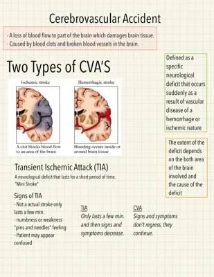 Anatomy and Physiology cerebral vascular accident 