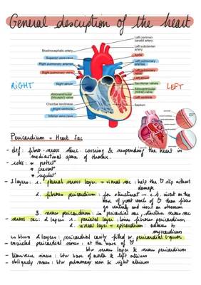 Veterinary Anatomy of the Heart - Domestic Mammals 