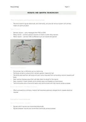 Fun with Neurons: Structure, Function, and Cool Diagrams