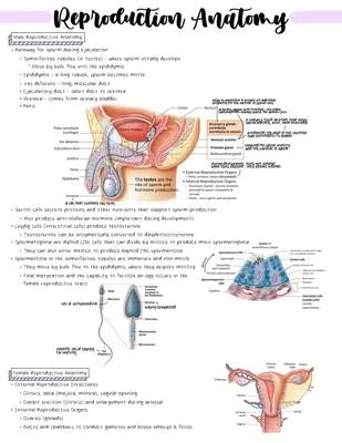 Reproductive Anatomy