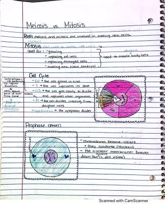 What's the Difference Between Mitosis and Meiosis?