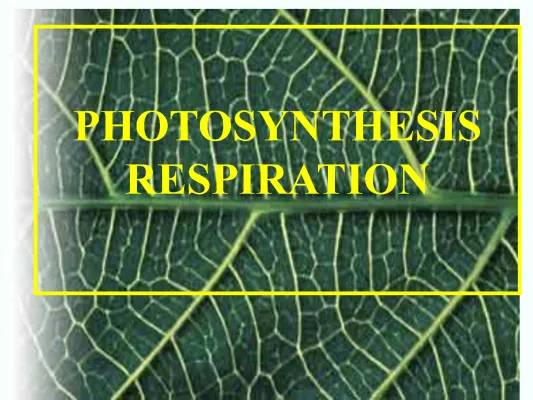 Importance of Photosynthesis: 10 Key Points You Need to Know