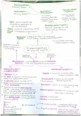 How Your Body Handles Stress: Fun Facts about the Nervous System