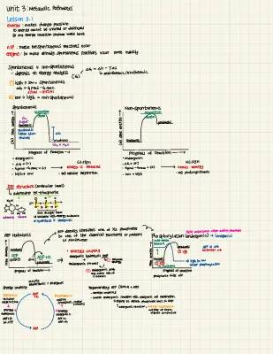 How Your Body Uses ATP to Stay Active and Healthy