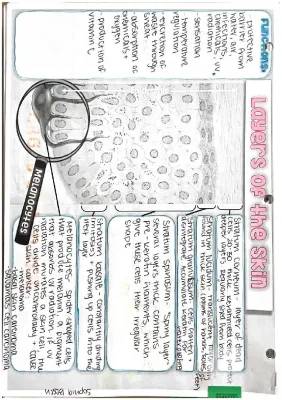 Integumentary System Notes- Anatomy & Physiology