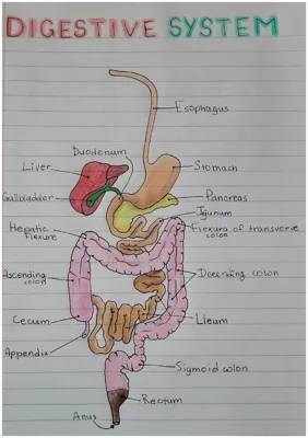 Anatomy of Digestive System 