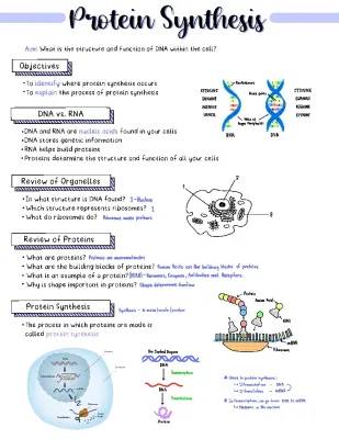 Easy Steps of Protein Synthesis and Fun Diagrams for Kids