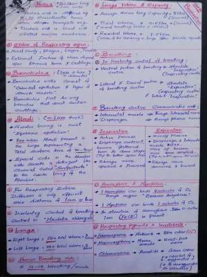 Fun Review Notes on the Human Respiratory System: Diagrams, Parts, and How Oxygen Moves!