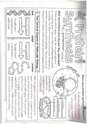 How Cells Make Proteins: Eukaryotic vs. Prokaryotic