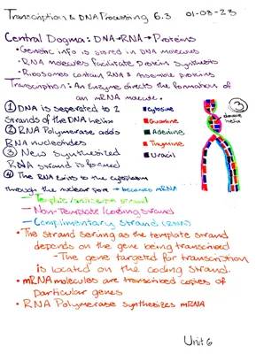 AP Biology Transcription and RNA Processing Notes PDF Free Download