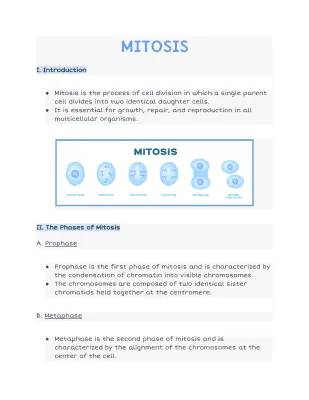 Stages of Mitosis: Easy Guide for Kids