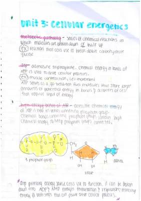 How Your Muscles Use Energy: Cool Science Behind ATP and Thermodynamics!