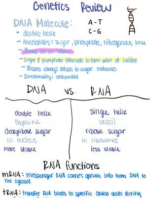 All About DNA: Double Helix Fun and Protein Making Steps!