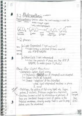 Photosynthesis Process: Light Reactions and Calvin Cycle Explained