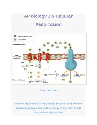 Fun Overview of Cellular Respiration Stages with Diagrams