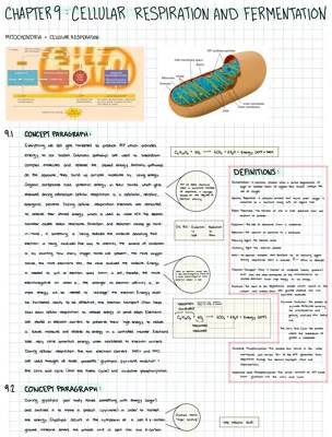 Fun Guide: Cellular Respiration & Fermentation for Kids