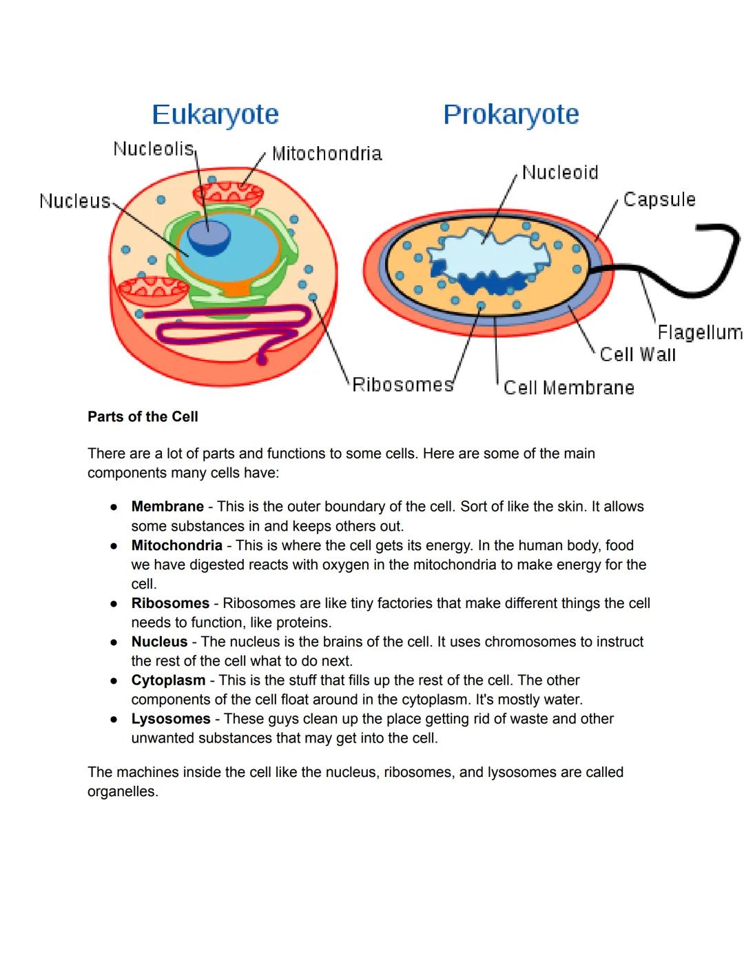 Nucleus
Eukaryote
Nucleolis,
Parts of the Cell
Mitochondria
Prokaryote
●
Ribosomes
Nucleoid
There are a lot of parts and functions to some c