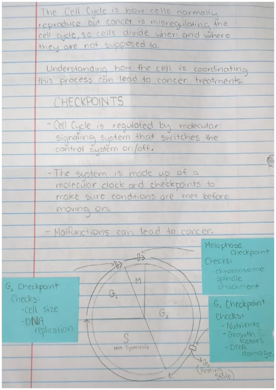 Cancer Slides Notes
Healthy Cells
Large cytoplasm
I nucleas
I nucleolus
fine chromatin
Concerous Cells
small cytoplasm
multiple nuclei
Benig