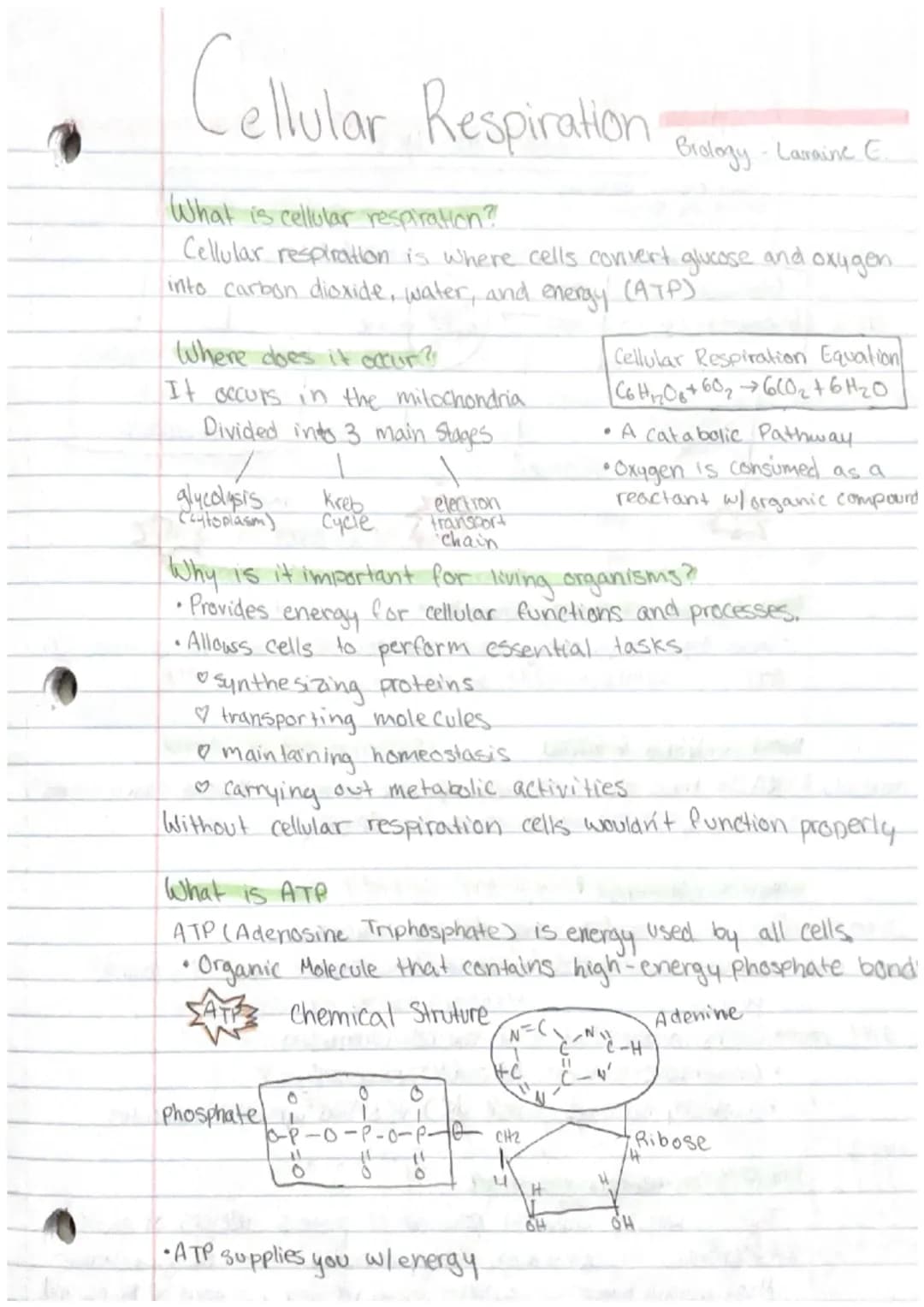 Cellular Respiration
What is cellular respiration?
Cellular respiration is where cells convert glucose and oxygen.
into carbon dioxide, wate