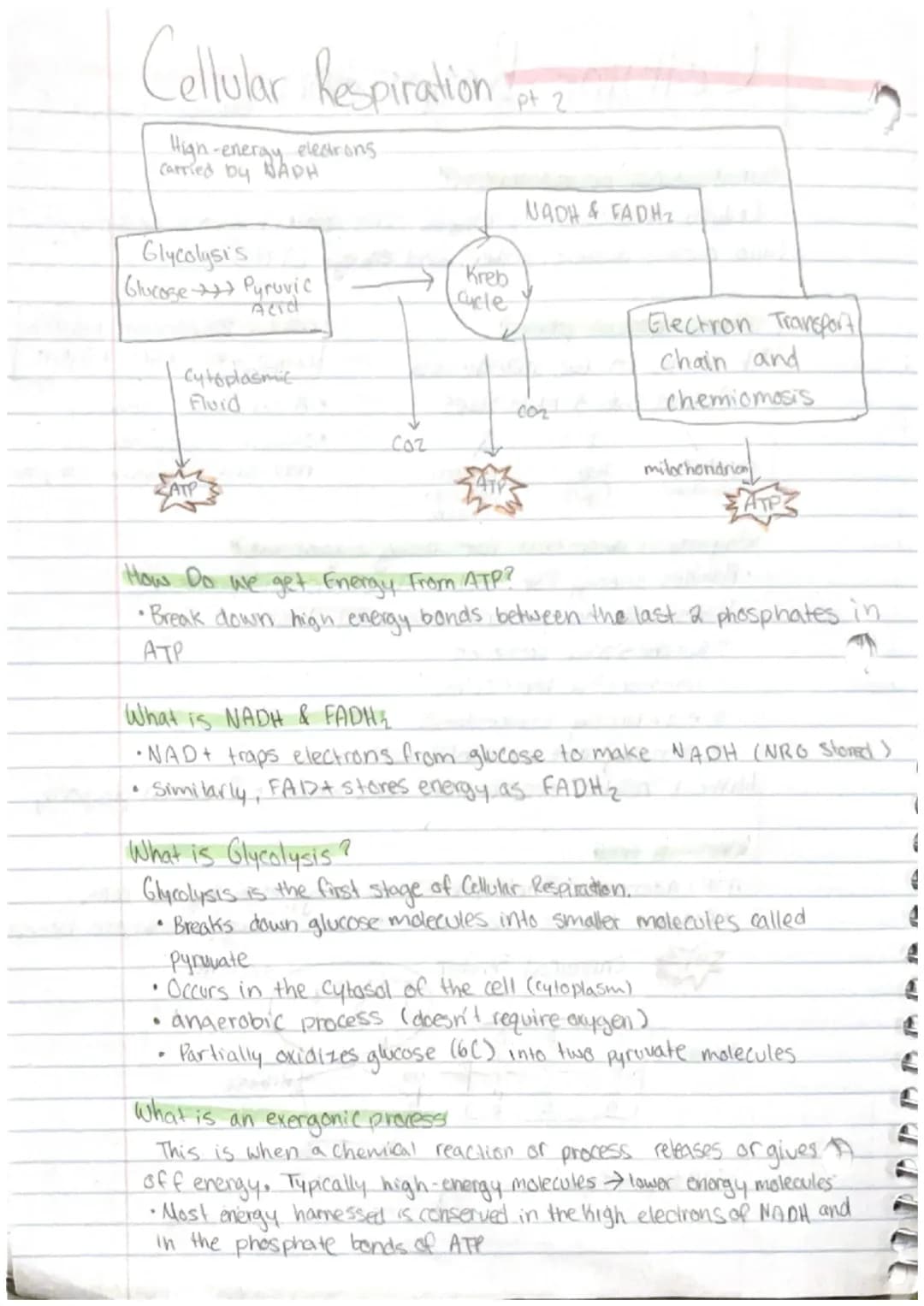 Cellular Respiration
What is cellular respiration?
Cellular respiration is where cells convert glucose and oxygen.
into carbon dioxide, wate