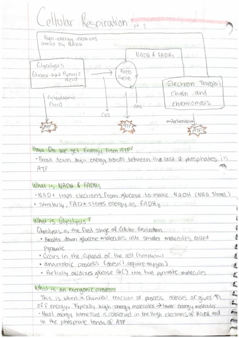 Cellular Respiration
What is cellular respiration?
Cellular respiration is where cells convert glucose and oxygen.
into carbon dioxide, wate