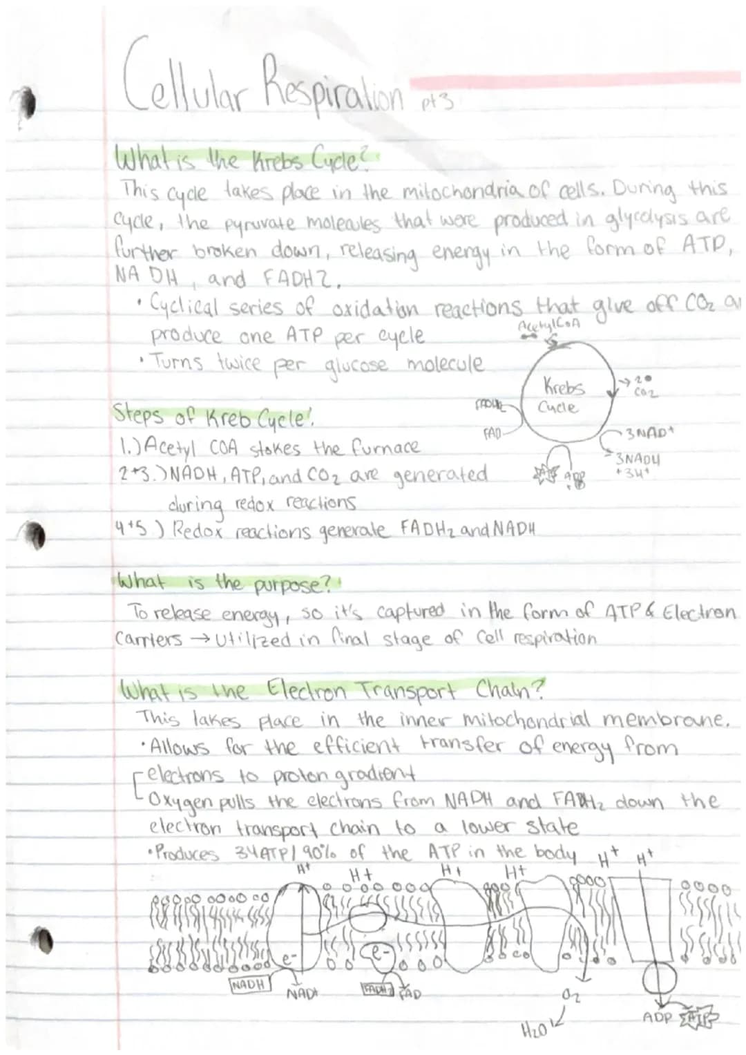 Cellular Respiration
What is cellular respiration?
Cellular respiration is where cells convert glucose and oxygen.
into carbon dioxide, wate