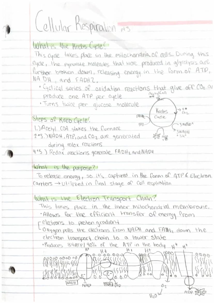 Cellular Respiration
What is cellular respiration?
Cellular respiration is where cells convert glucose and oxygen.
into carbon dioxide, wate