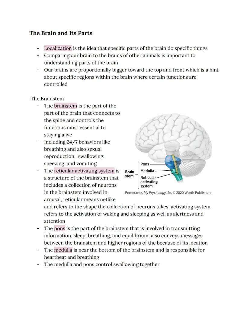 Chapter 2: Brain and Behavior Connections
Phineas Gage
Phineas Gage sustained an injury in which an iron rod was shot through his
brain
He s