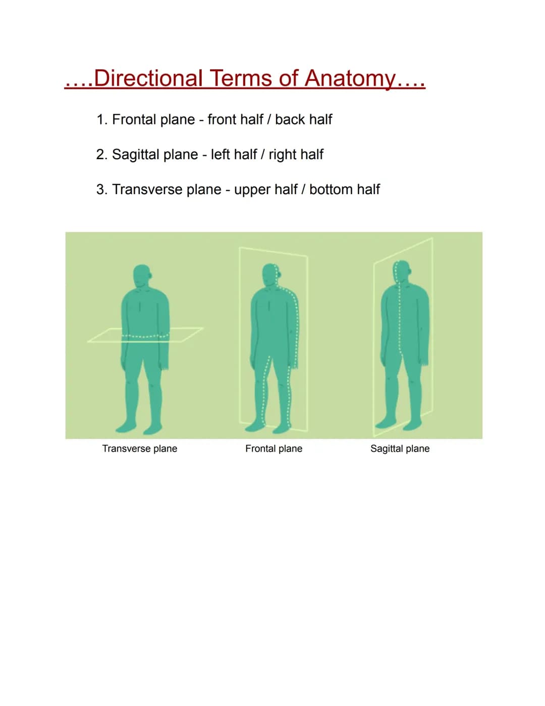 Directional Terms in Anatomy